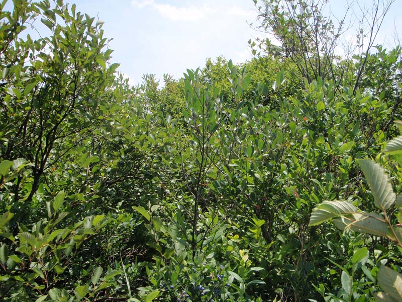 Circumneutral Mixed Shrub Wetland, Source: PNHP Circumneutral Mixed Shrub Wetland